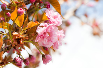 树上漂亮的粉花摄影图