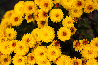 清新黄色的菊花摄影图