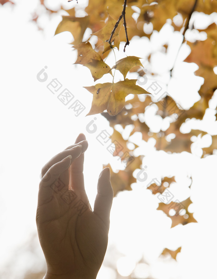 阳光枫叶下的手臂摄影图