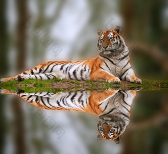 暗色调趴着的老虎摄影图