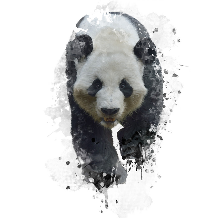 一只熊猫图片