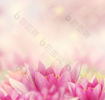 粉色调漂亮的大花摄影图