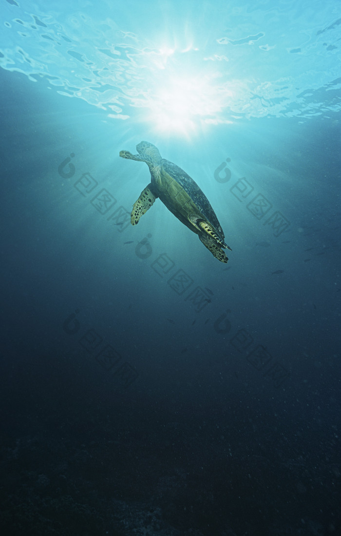 暗色调水中的乌龟摄影图