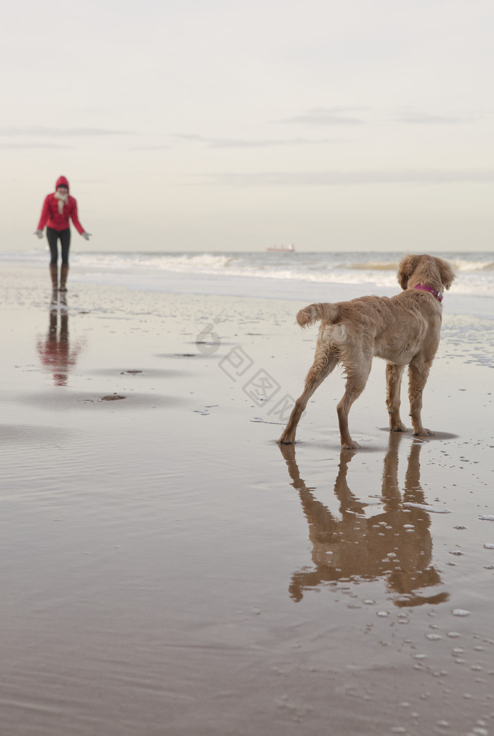 在海滩边散步遛狗