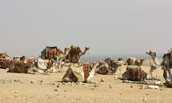 暗色沙漠中的骆驼摄影图