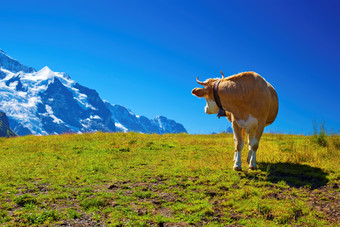 唯美风格山中的牛摄影图