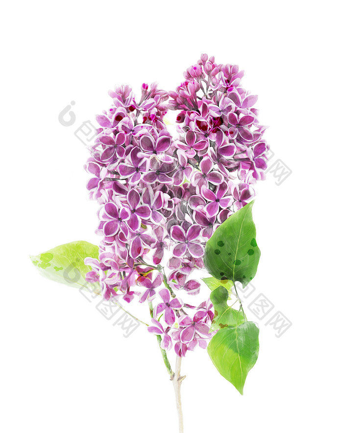 淡紫色小花花枝摄影图
