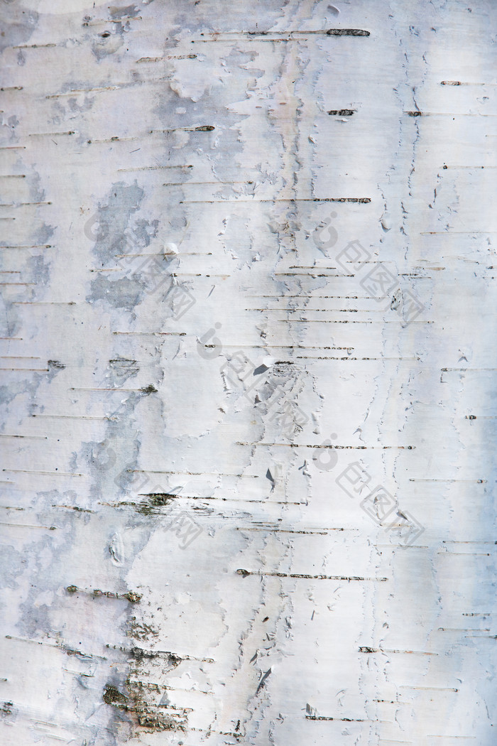 白色的树皮树木素材