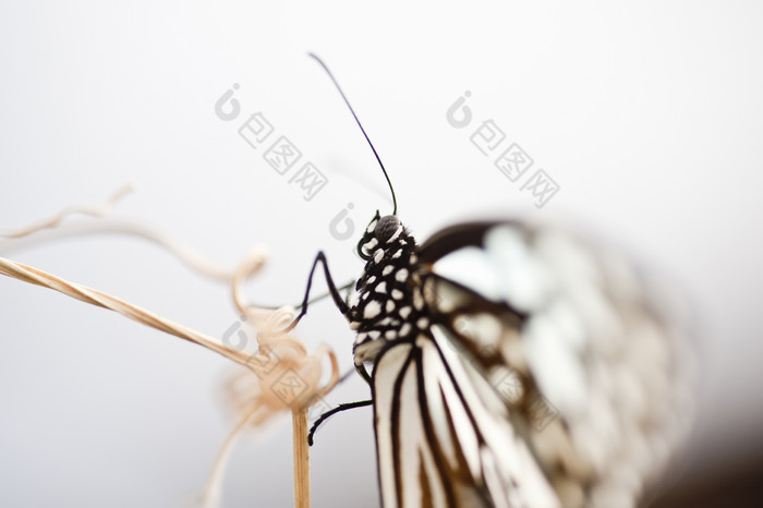 大自然动物蝴蝶