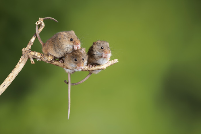 树枝上的三只老鼠风景图