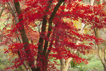 秋季红色枫树枫叶摄影图