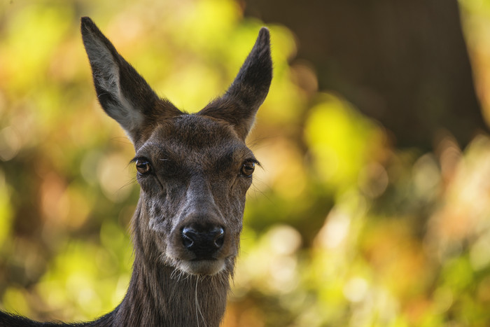 灰色小鹿鹿头摄影图