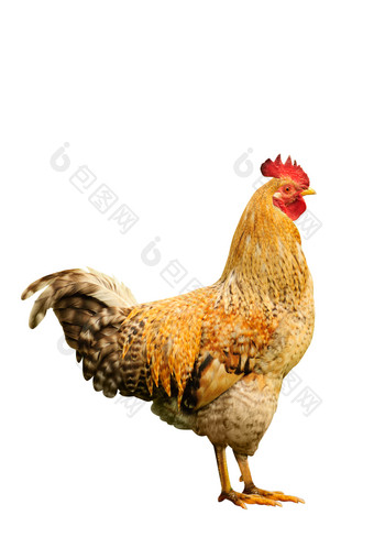 家禽母鸡动物摄影图