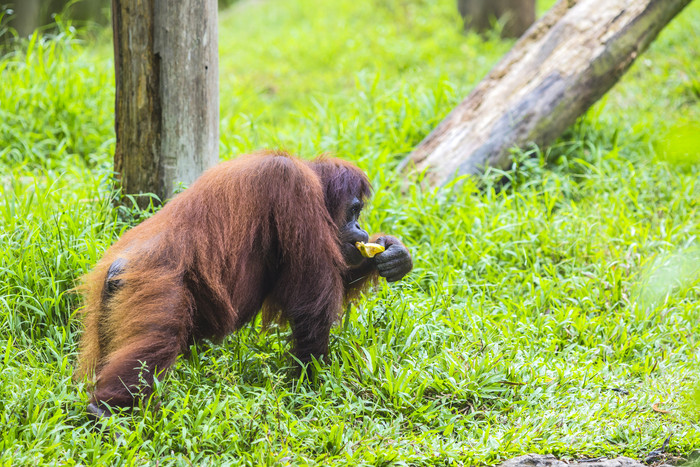 野生动物红毛猩猩摄影图