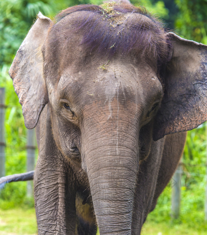 森林动物大象摄影图