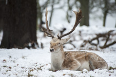 简约风格雪地中的一只鹿摄影图