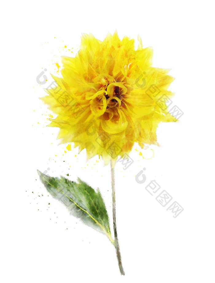 清新一朵黄花摄影图