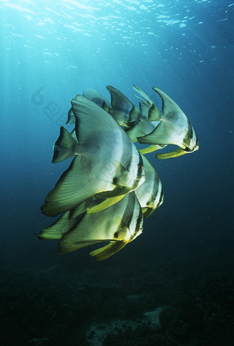 海底动物热带鱼摄影图