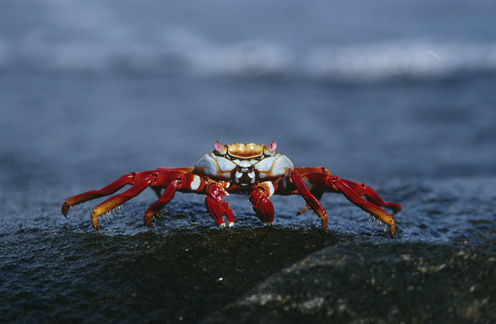 海滩上的红色螃蟹