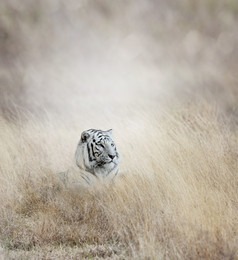 荒草中的白色老虎