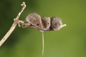 三只老鼠在树枝上