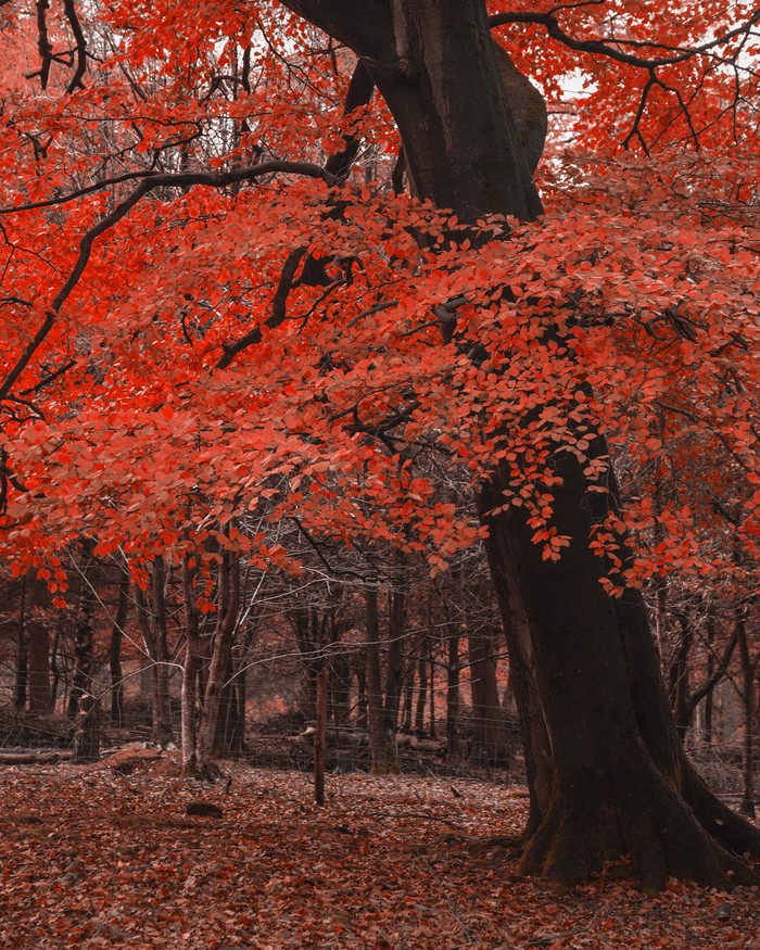 红色枫树树林景色
