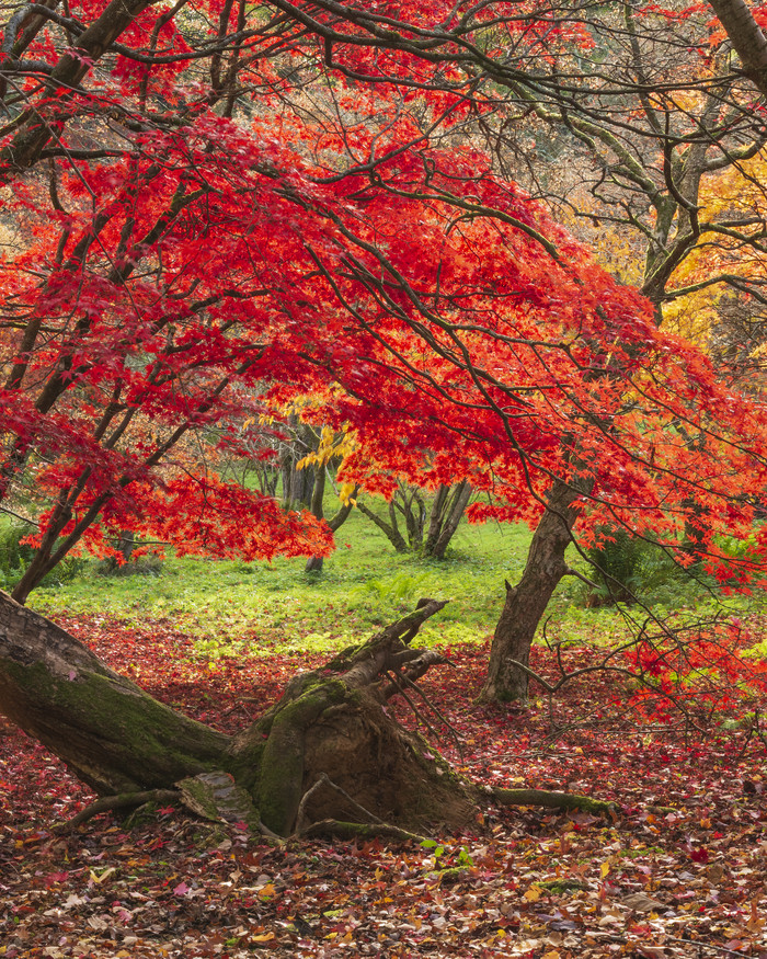 秋季红色枫树枫叶