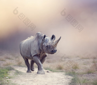 简约走路的犀牛摄影图
