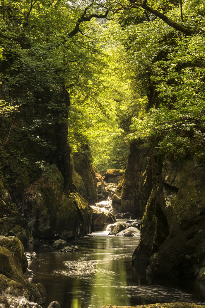 树林峡谷中的岩石水流