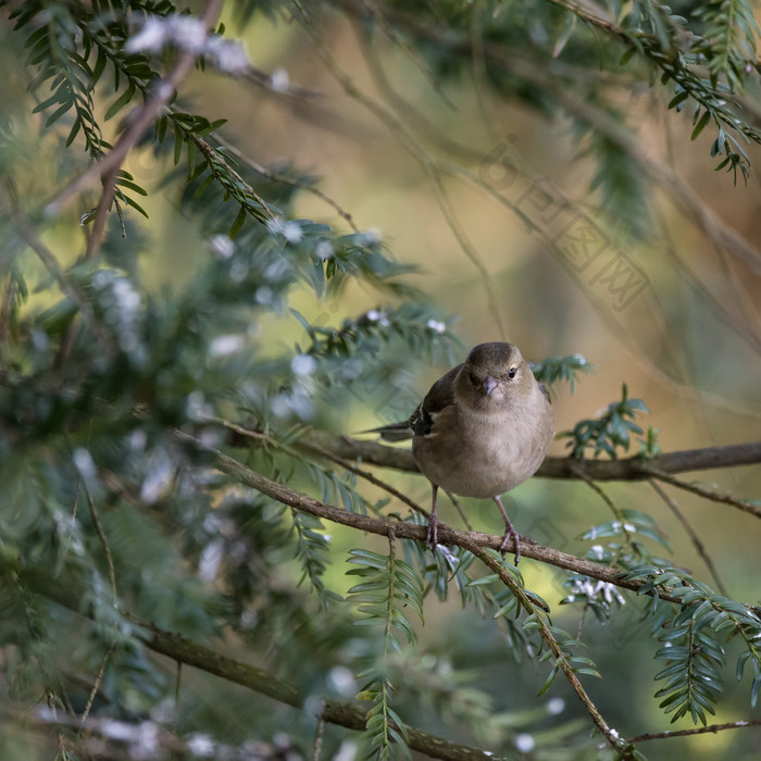 站树枝上的麻雀小鸟
