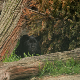 一只大黑熊野生动物