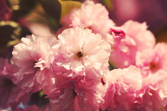 鲜艳的桃花摄影图