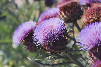 紫色野生花卉摄影图