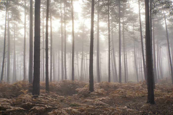秋天多雾的森林摄影图