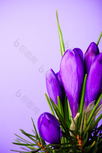 紫色花苞花卉摄影图