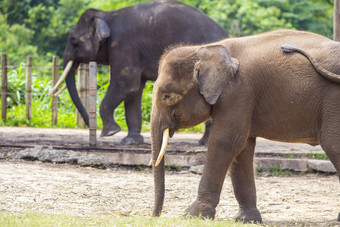 树林野生动物大象摄影图