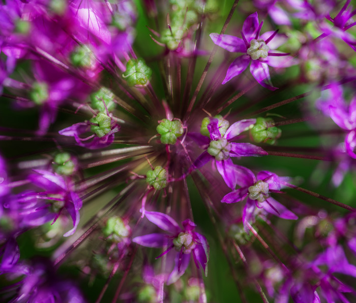紫色调美丽鲜花摄影图