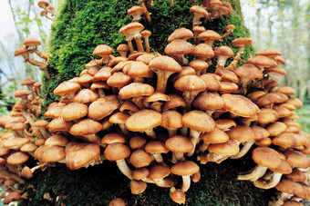 大森林里生长的蘑菇