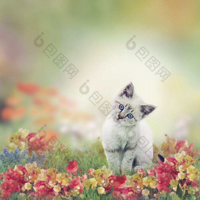 花朵中的可爱小猫