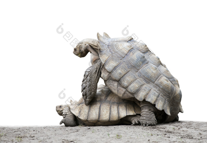 爬行动物乌龟摄影图