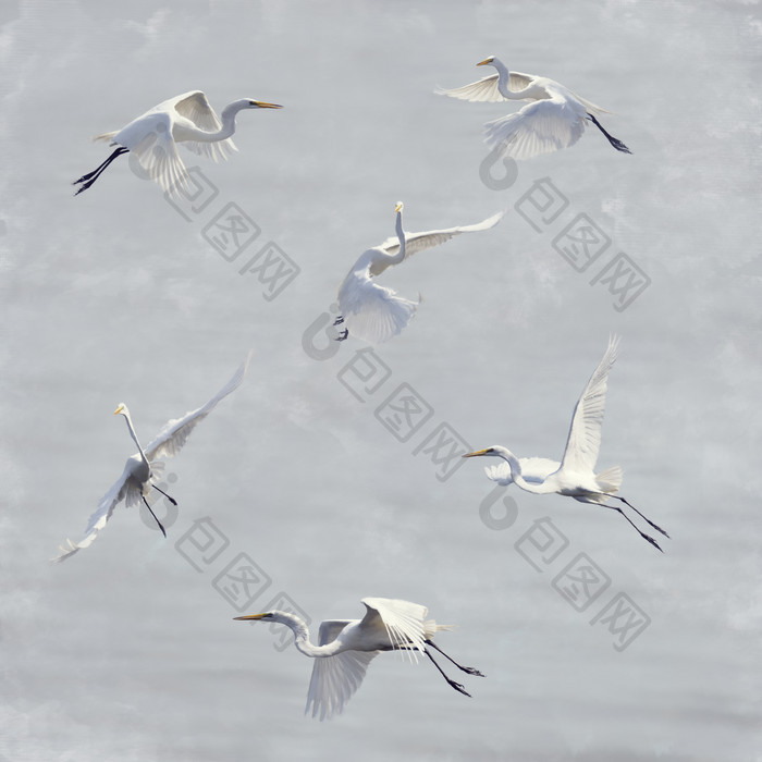 飞翔的白鹭摄影图