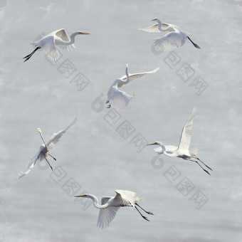 飞翔的白鹭摄影图