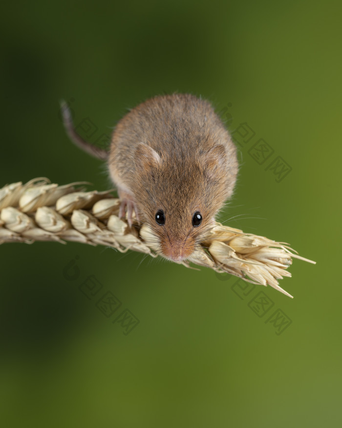 站在麦穗上的老鼠摄影图