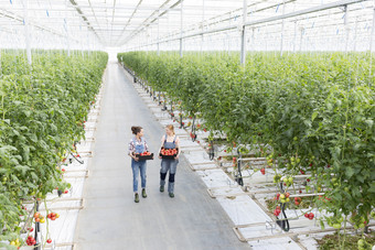 清新风格西红柿养殖摄影图
