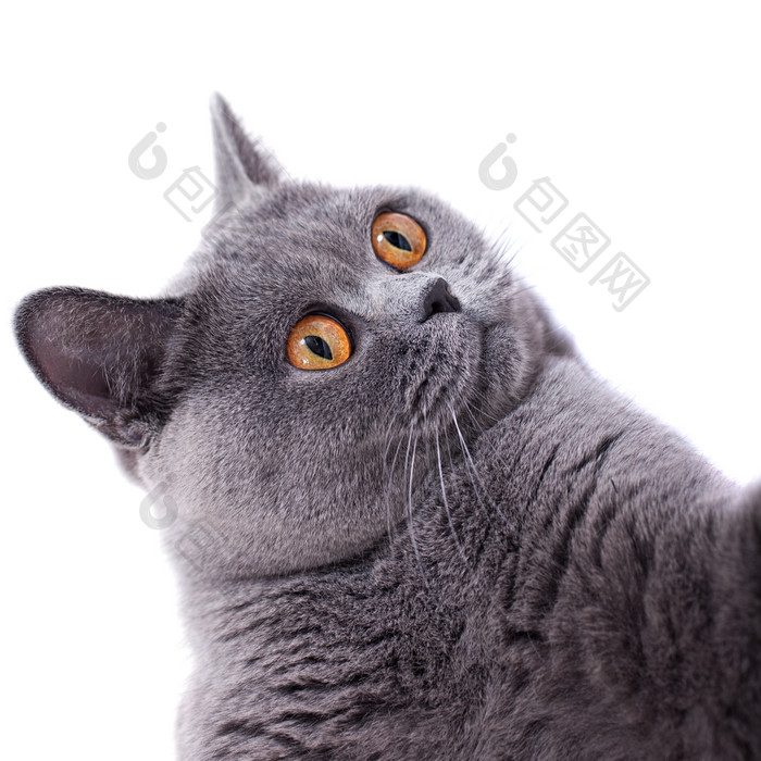 可爱的灰色猫咪摄影图