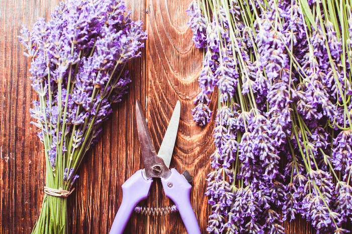 紫色剪子和薰衣草摄影图