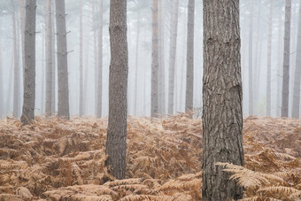 暗色调雾中森林摄影图
