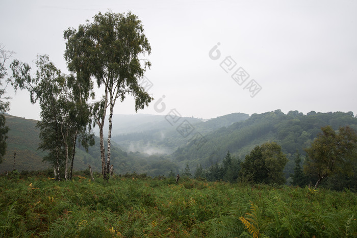 山峰竹林风景摄影图