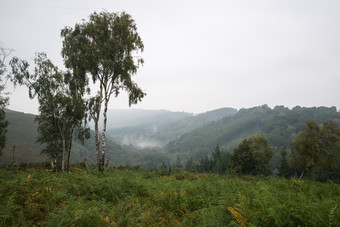 山峰竹林风景摄影图