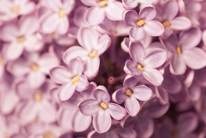 紫色小花花卉植物